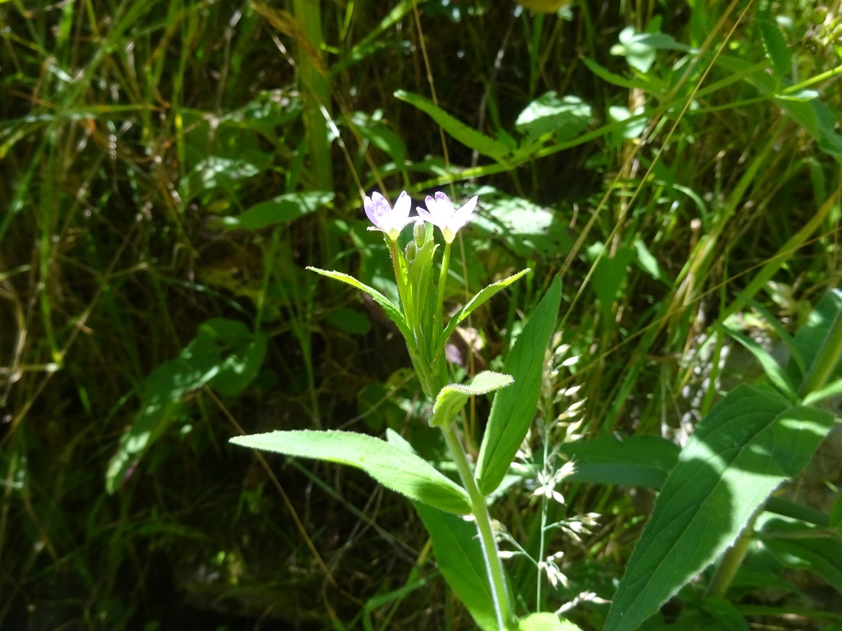 Epilobium parviflorum (Onagraceae)